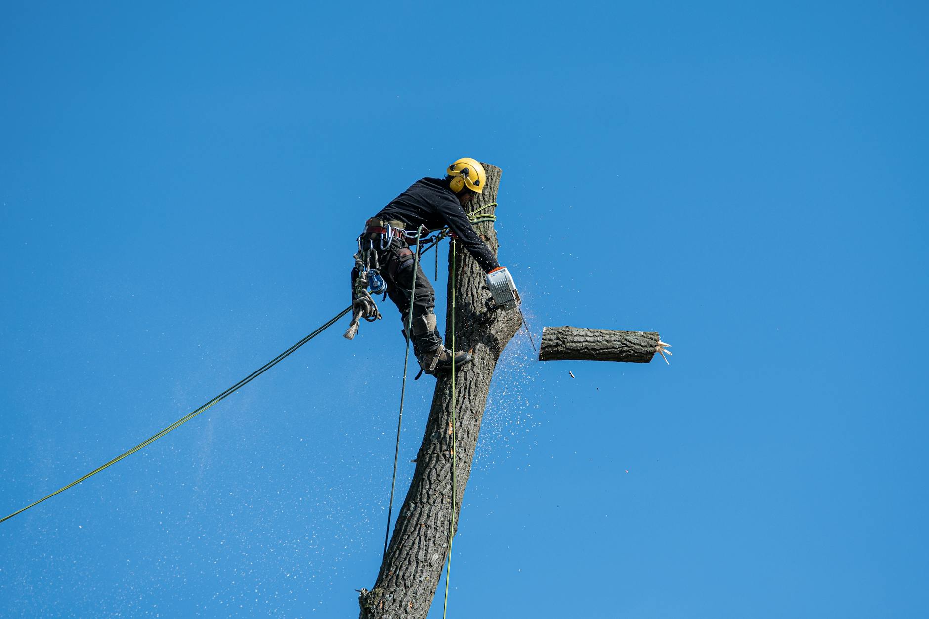 Professional arborist removing a tree